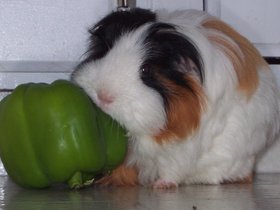 2006-7-12 Neferura (c) Pam Bowyer.jpg